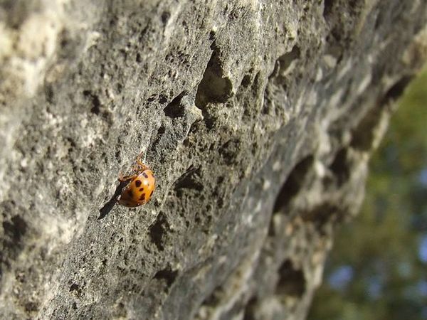 coccinelle aux eaux claires